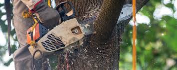 Best Tree Removal  in Camp Swift, TX