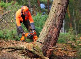 Leaf Removal in Camp Swift, TX