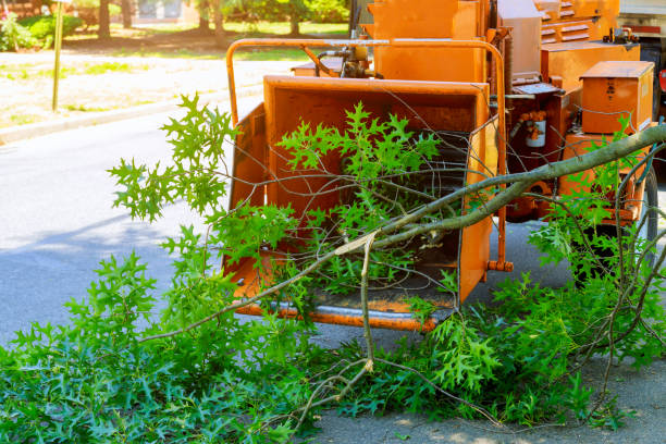 Best Tree Disease Treatment  in Camp Swift, TX