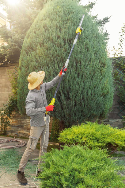 Organic Lawn Care Solutions in Camp Swift, TX